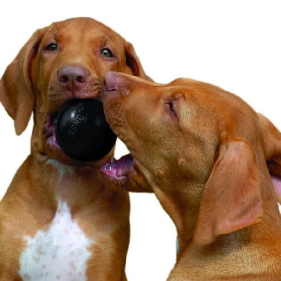 Cani Kong | Kong Ball Extreme